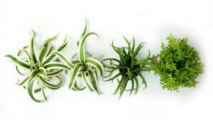Four spider plant varieties: Variegatum with white-edge variegation, Vittatum with white center stripe, Bonnie with curly leaves, and solid green variety in editorial flat lay