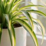 Spider Plant Vittatum Care: How to Keep the White Stripe Bright