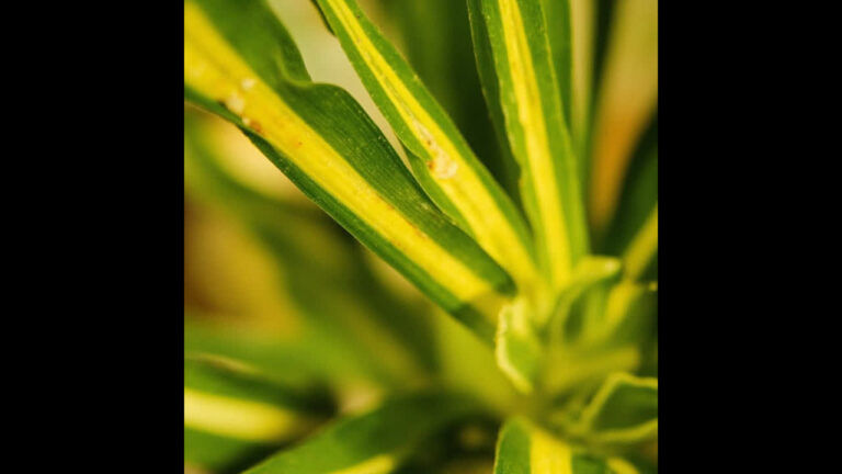Spider plant leaves turning yellow chlorosis causes and treatment symptoms