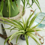 Editorial indoor plant photography for spider plant care article