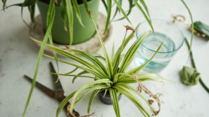 Editorial indoor plant photography for spider plant care article