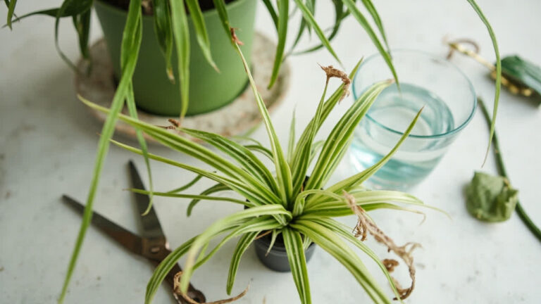 Editorial indoor plant photography for spider plant care article