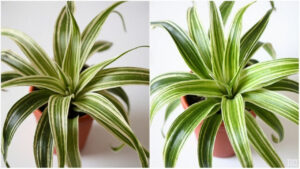 Educational editorial photo for spider plant care article