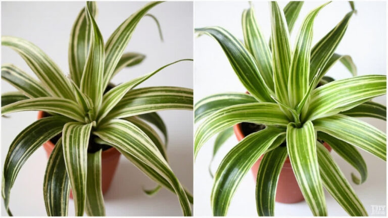 Educational editorial photo for spider plant care article
