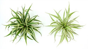 Educational editorial photo for spider plant care article