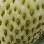 Why Are My Strawberry Leaves Turning Yellow? (Causes and Fixes)