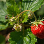 Strawberry Pest Identification: 7 Common Insects and How to Spot Them Early