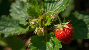 Strawberry Pest Identification: 7 Common Insects and How to Spot Them Early
