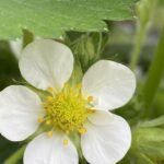 How to Propagate Strawberries from Runners: Step-by-Step Guide