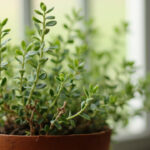 Thyme Leggy, Sparse, or Not Growing: Causes, Fixes, and Prevention