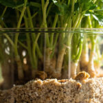 Thyme Light and Watering: The Complete Guide to Sun, Soil, and Drainage