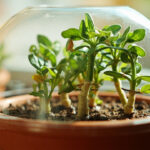 How to propagate thyme: stem cuttings, division, and seed starting