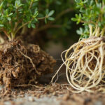 Thyme Turning Brown and Dying: Diagnosis, Causes, and Recovery