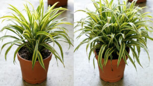 Drooping Mass Cane Plant comparison — healthy upright vs drooping Dracaena Massangeana and how to fix