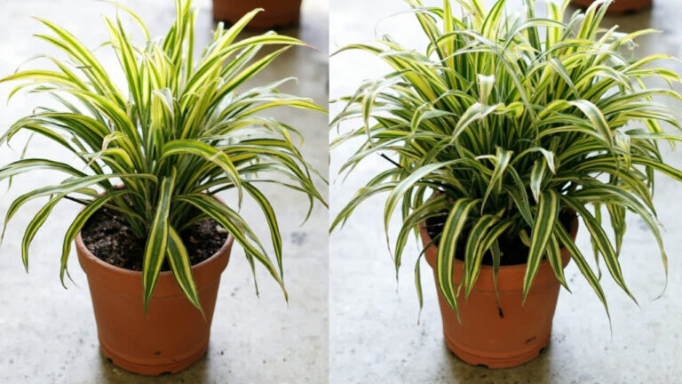 Drooping Mass Cane Plant comparison — healthy upright vs drooping Dracaena Massangeana and how to fix