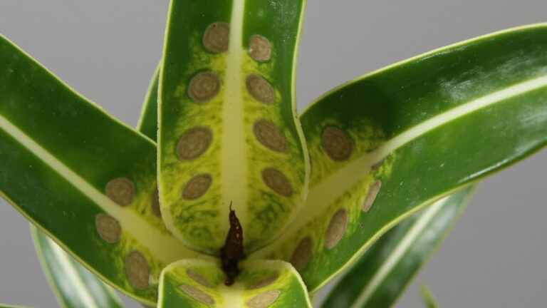 Fusarium leaf spot on Mass Cane Plant — tan brown spots with yellow halos on Dracaena Massangeana leaves