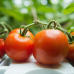 Cherry, beefsteak, and Roma tomato varieties growing in three different hydroponic systems