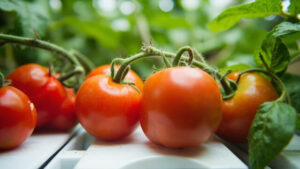 Cherry, beefsteak, and Roma tomato varieties growing in three different hydroponic systems