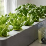 Home hydroponic nutrient film channel with lettuce, basil, and an aerated reservoir