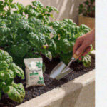 Lush green leafy plants in a raised bed with a hand trowel and nitrogen fertilizer