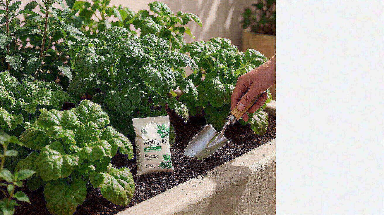 Lush green leafy plants in a raised bed with a hand trowel and nitrogen fertilizer