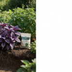 Garden bed with strong root systems and purple-tinged leaves beside healthy plants