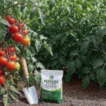Tomato plant with heavy fruit load and a bag of potash fertilizer
