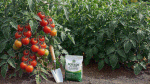 Tomato plant with heavy fruit load and a bag of potash fertilizer