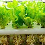 What Is Hydroponic Farming: Types, How It Works & Key Benefits
