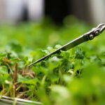 Scissors cutting microgreens cleanly just above the medium surface in a shallow tray showing the correct harvest height.
