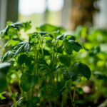 Why Herbs Bolt Indoors: Heat, Light, Stress, and Timing
