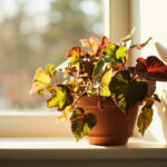 Begonia resting indoors during winter in bright indirect light