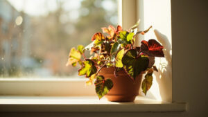 Begonia resting indoors during winter in bright indirect light