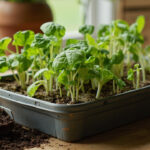 Worm Castings for Seedlings: Safe Ratios, Timing, and Risks