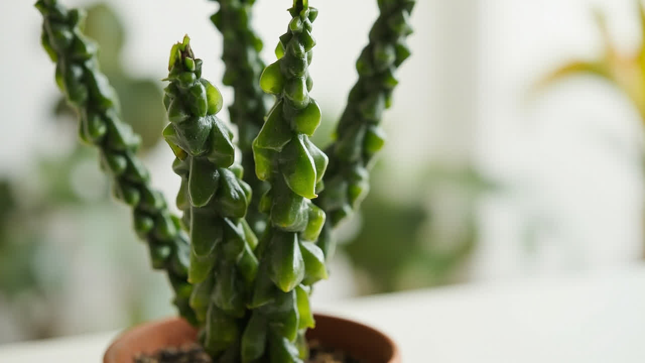 ZZ plant (Zamioculcas zamiifolia) in a terracotta pot with glossy dark green stems and leaves