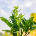ZZ Plant Root Rot: How to Identify, Treat, and Prevent It