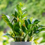 Editorial indoor plant photography for houseplant care article