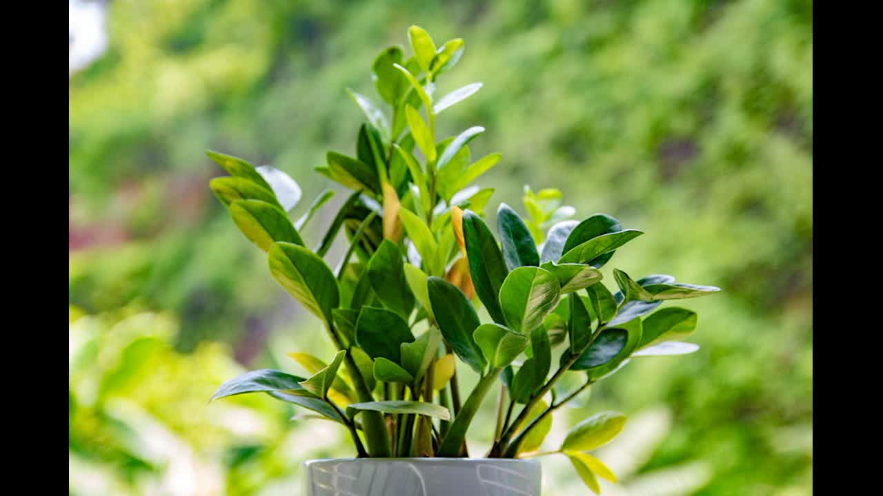 Editorial indoor plant photography for houseplant care article