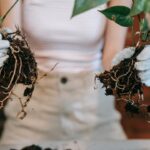 Editorial indoor plant photography for houseplant care article