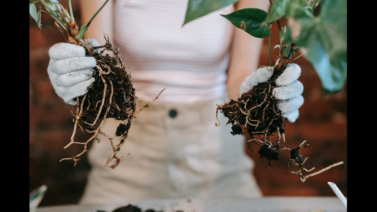 Editorial indoor plant photography for houseplant care article