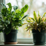 Two ZZ plants on a windowsill, one thriving and one showing cold stress