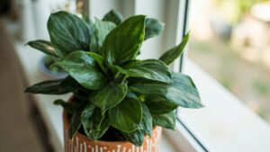 Editorial indoor plant photography for houseplant care article