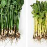 Editorial indoor plant photography for houseplant care article