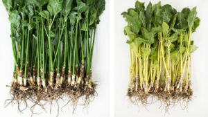 Editorial indoor plant photography for houseplant care article